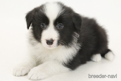 成約済の神奈川県のボーダーコリー-373740